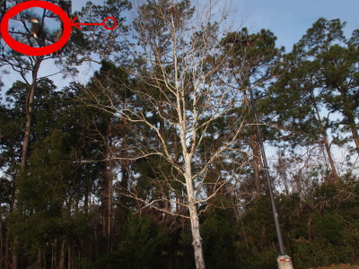 [The white bark of the mature sycamore tree (many branches) contrast with the profuse growth of dark green slash pines behind it. Patches of blue sky show at the top and middle of the image. There is a black light pole with a light grey cement base to the right of the sycamore. Just below the top of a slash pine is a red circle. A red arrow extends from this circle to a much larger and thicker red circle in the upper left of the image. Within the larger red circle is a bald eagle perched on a branch.]